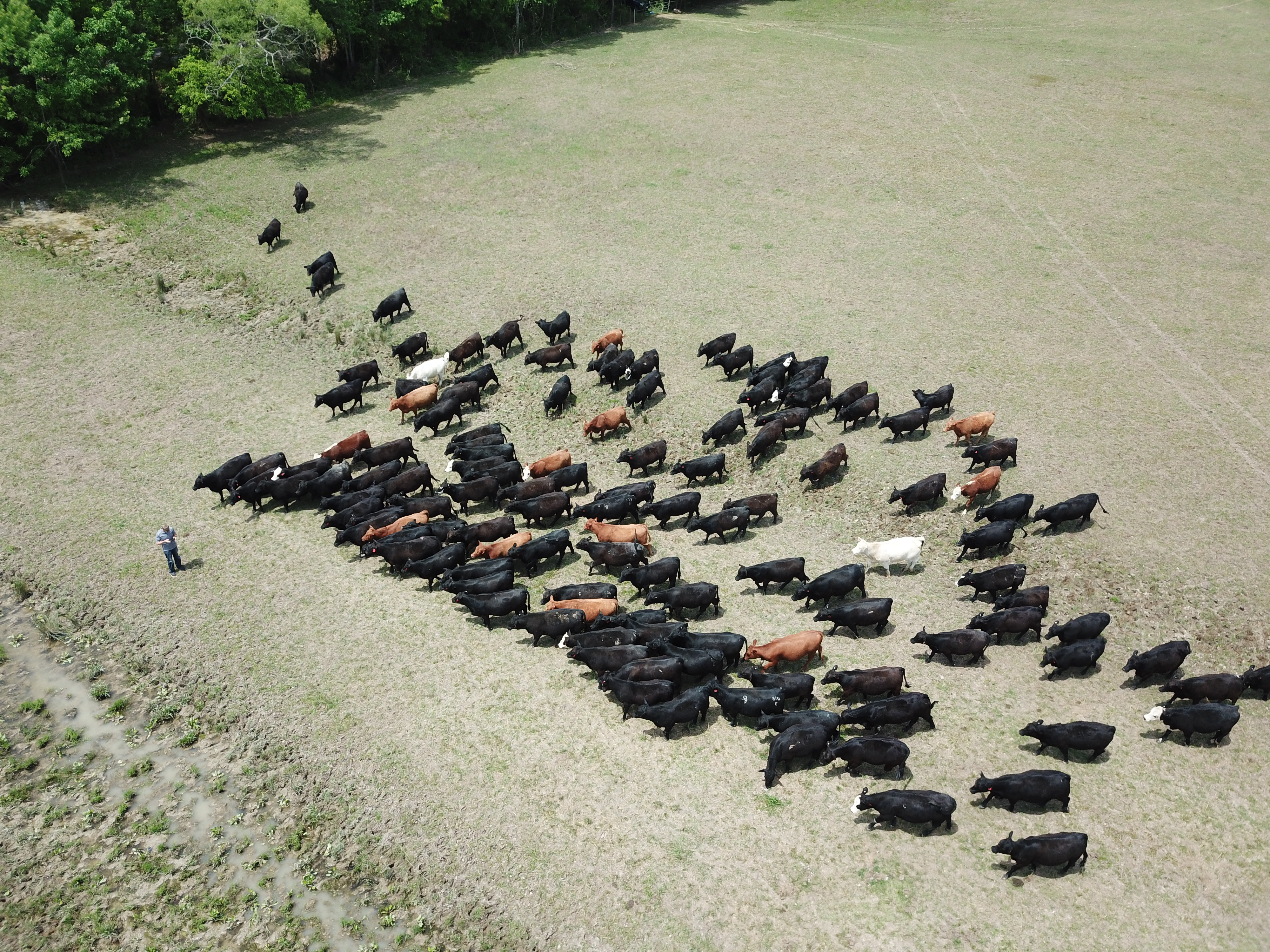 Man in a large field with cattle